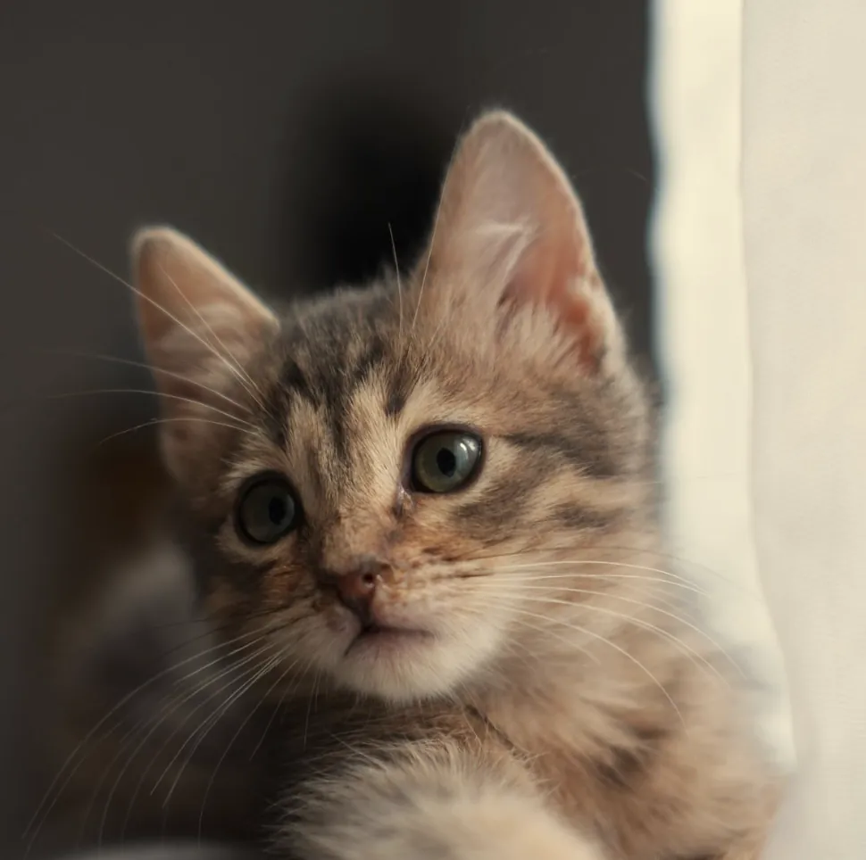 Günter